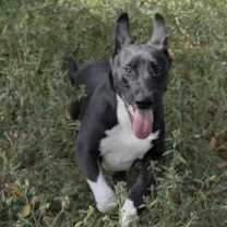 Thumbnail photo of Swiss #2