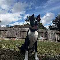 Thumbnail photo of Pancetta #1