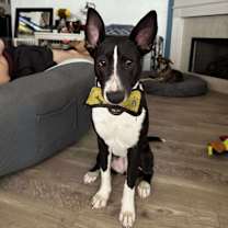 Thumbnail photo of Pancetta #3