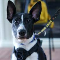 Thumbnail photo of Pancetta #4