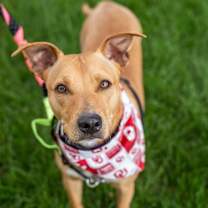 Thumbnail photo of Buffy #1