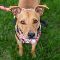 Thumbnail photo of Buffy #2