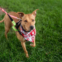 Thumbnail photo of Buffy #3