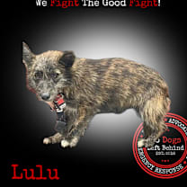 Thumbnail photo of Lulu 4213 #1