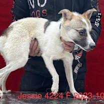 Thumbnail photo of Jessie 4224 #2