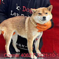 Thumbnail photo of Connie 4062 #2