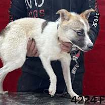 Thumbnail photo of Jessie 4224 #3