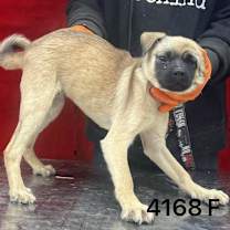 Thumbnail photo of Julia 4168 #3