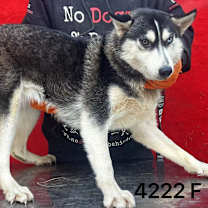 Thumbnail photo of Annie 4222 #3