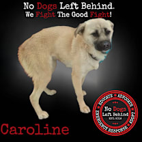 Thumbnail photo of Caroline 3994 #1