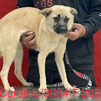 Thumbnail photo of Caroline 3994 #2