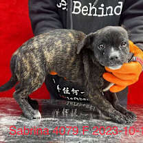 Thumbnail photo of Sabrina 4079 #2