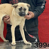 Thumbnail photo of Caroline 3994 #3