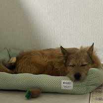 Thumbnail photo of Giri #3