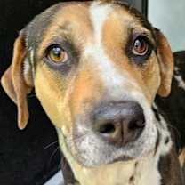 Thumbnail photo of Arrow #3