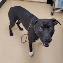 Thumbnail photo of Achilles #3