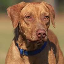 Thumbnail photo of Champagne #1