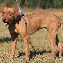 Thumbnail photo of Champagne #2