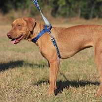 Thumbnail photo of Champagne #3