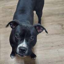 Thumbnail photo of Milly #3