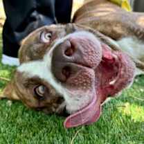 Thumbnail photo of Marigold #3