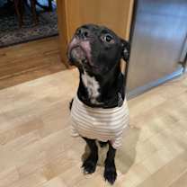 Thumbnail photo of Lupin #2