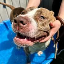 Thumbnail photo of Marigold #4