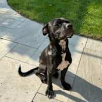 Thumbnail photo of Lupin #3