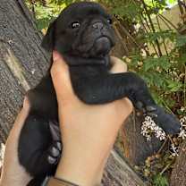 Thumbnail photo of Ozzy #1