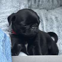 Thumbnail photo of Ozzy #2
