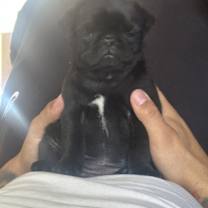 Thumbnail photo of Ozzy #3