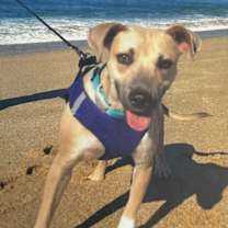 Thumbnail photo of FOGGY (I’m sponsored. Reduced adoption fee) #2