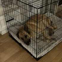 Thumbnail photo of Lizzie CP #2