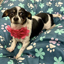 Thumbnail photo of Ellie Mae #2