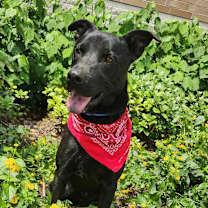 Thumbnail photo of Shadow JuM #3