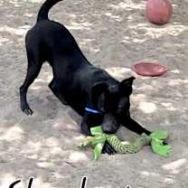 Thumbnail photo of Shadow JuM #2