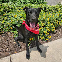 Thumbnail photo of Shadow JuM #4