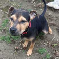 Thumbnail photo of Presley #2