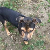 Thumbnail photo of Presley #3