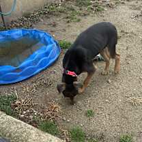 Thumbnail photo of Presley #4
