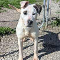 Thumbnail photo of Patches #3