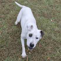 Thumbnail photo of Patches #4