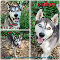 Thumbnail photo of Timber #2