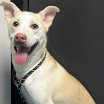 Thumbnail photo of Rufus B644 #1