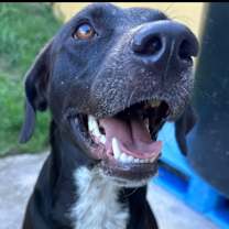 Thumbnail photo of BOBBI #3