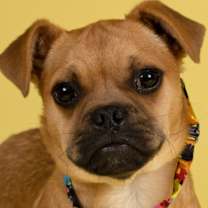 adopt-pet