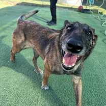 Thumbnail photo of Lady Jade Located in NM #3