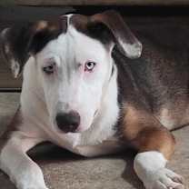 Thumbnail photo of Toffee #1