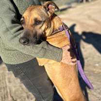 Thumbnail photo of SHEENA #4