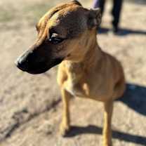 Thumbnail photo of SHEENA #2